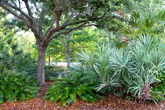 Natural Floridian vegetation