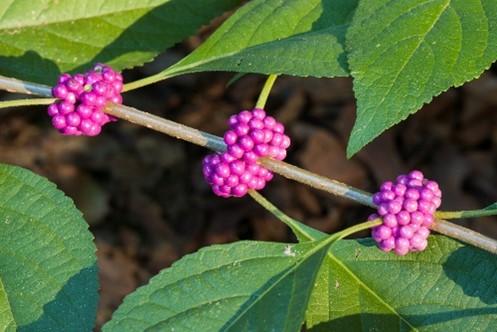 Beautyberries on a branch